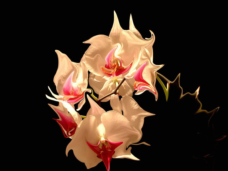 White Orchid Flowers — Dramatic, Photograph, Stem, Black Background, Pink