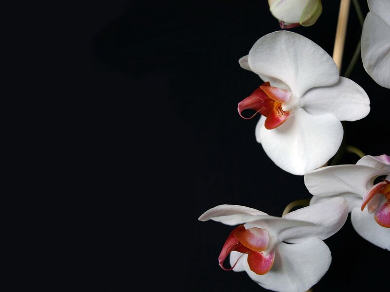 White Orchid Flowers — Dramatic, Photograph, Stem, Dark Background