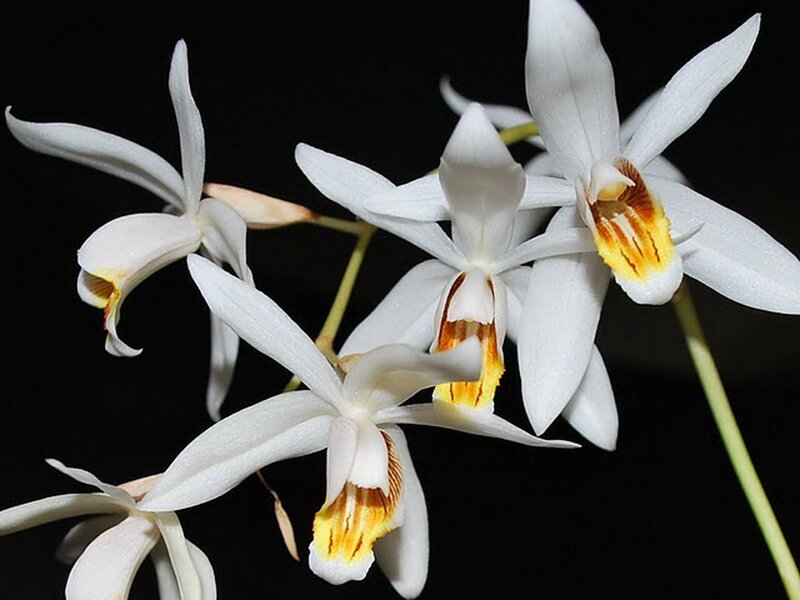 White Orchid Flowers — Dramatic, Photograph, Stems