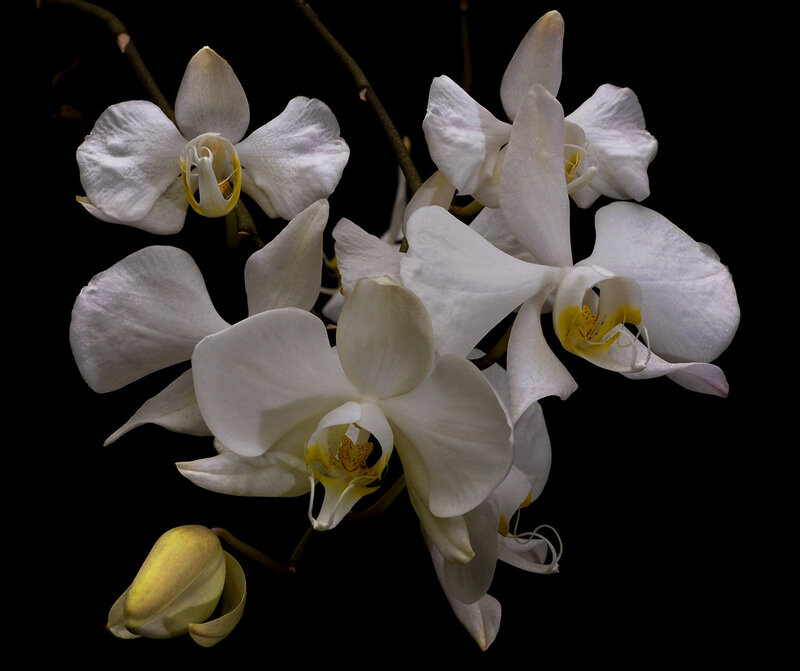 White Orchid Flowers — Dramatic, Photograph