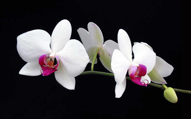 White Orchid Flowers — Dramatic
