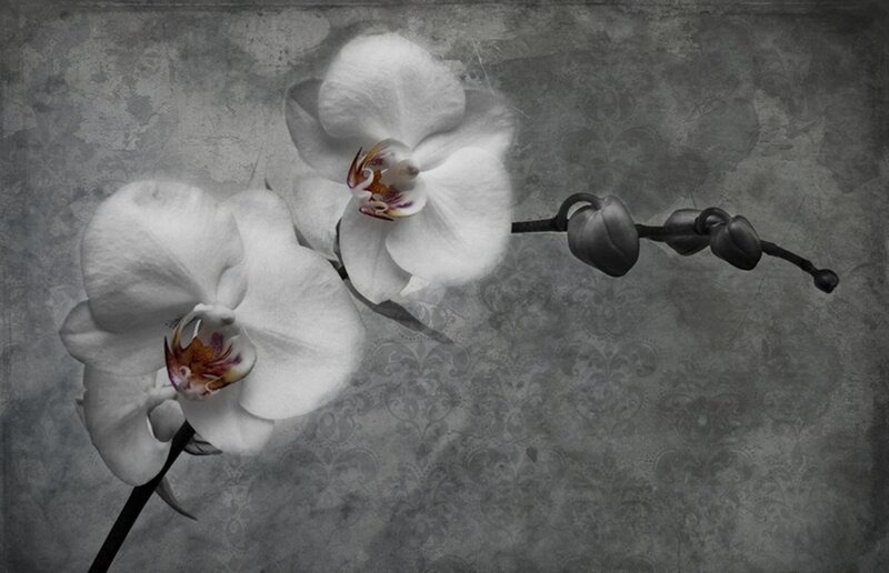 White Orchid Flowers — Gray
