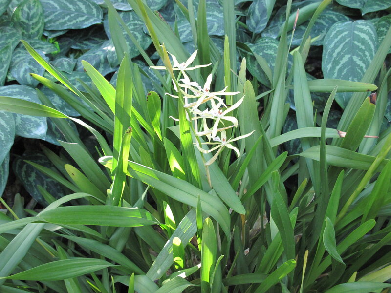 White Orchid Flowers — Green, Natural, Afternoon, Photograph
