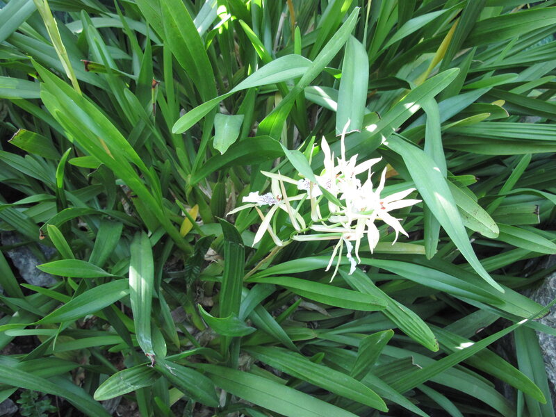 White Orchid Flowers — Green, Natural, Afternoon