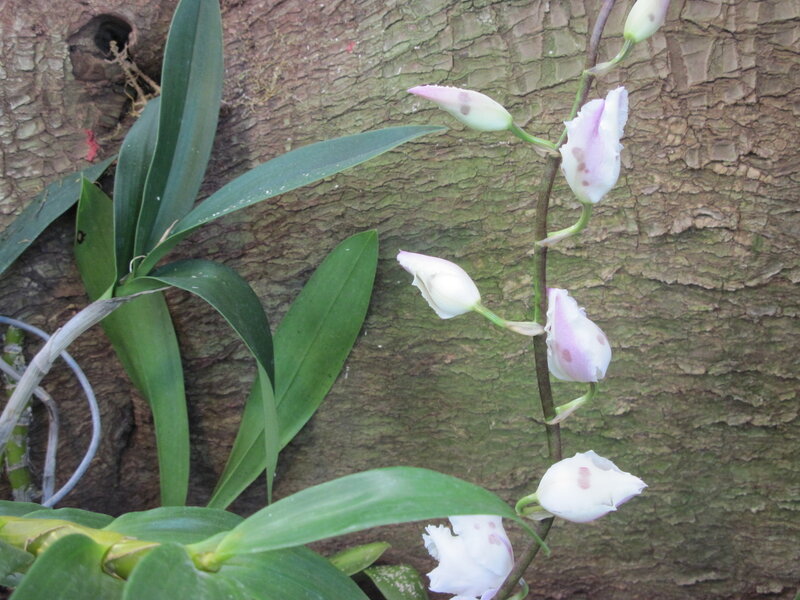 White Orchid Flowers — Green, Natural