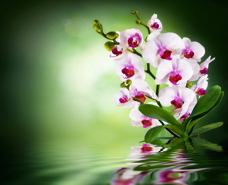 White Orchid Flowers — Green, Serene, Photograph