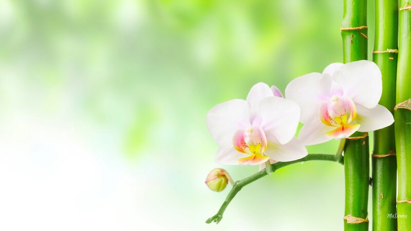 White Orchid Flowers — Green, Serene