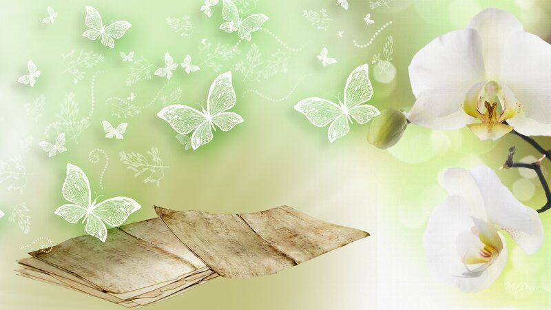 White Orchid Flowers — Green