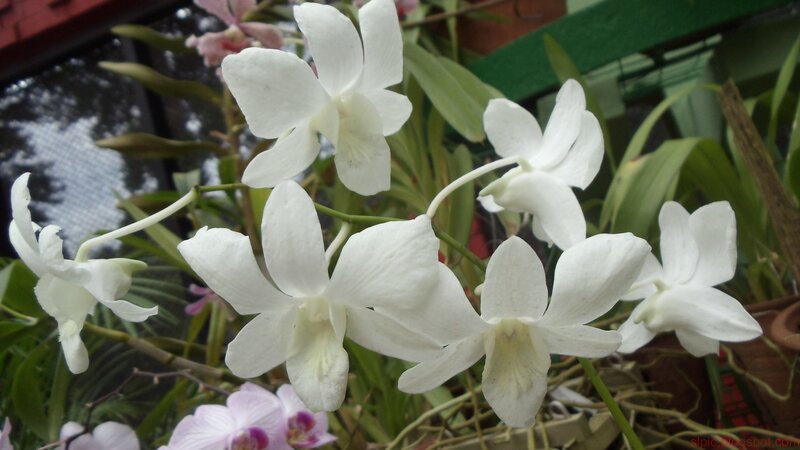White orchid flowers in bloom