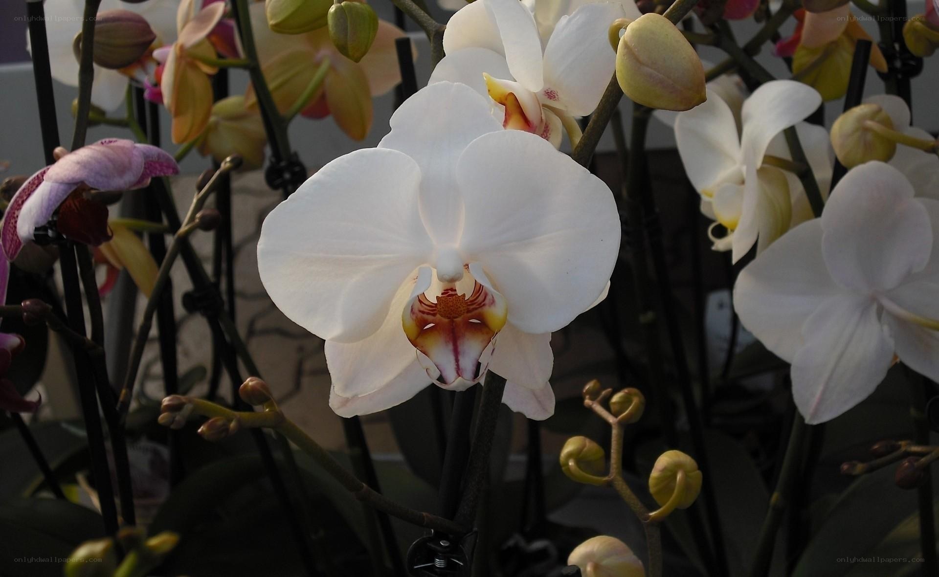 White orchid flowers in bloom