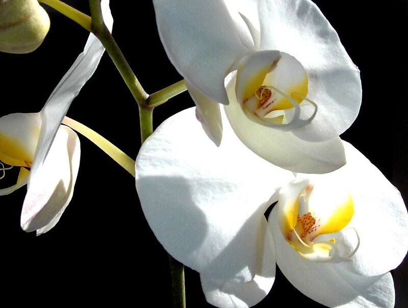 White orchid flowers in sunlight