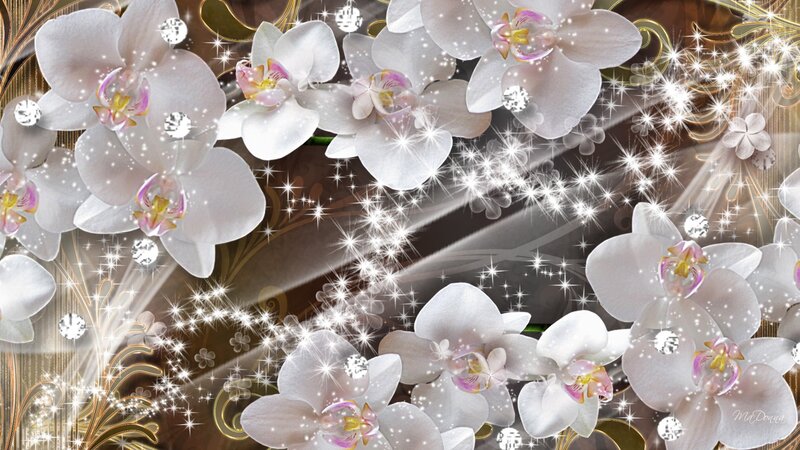 White Orchid Flowers — Luxurious