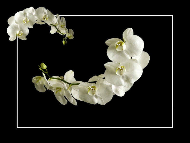 White Orchid Flowers — Minimalist