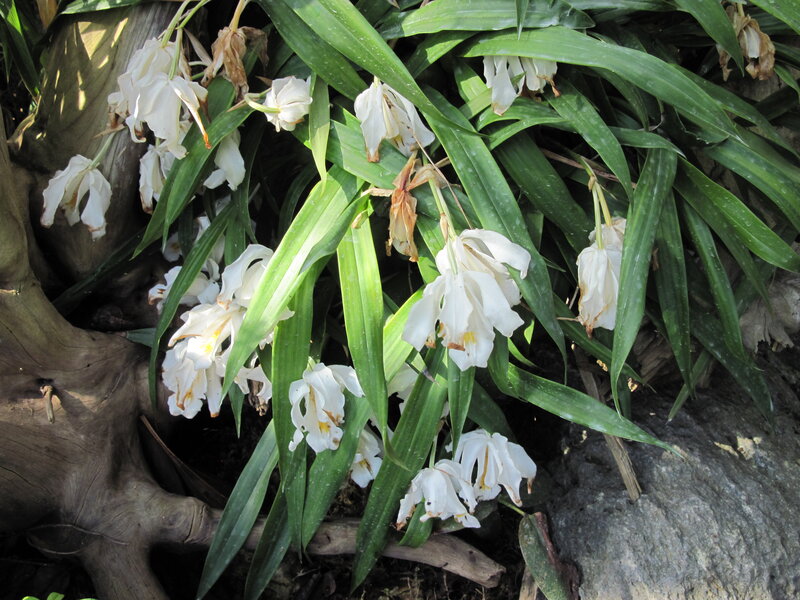 White Orchid Flowers — Natural, Afternoon