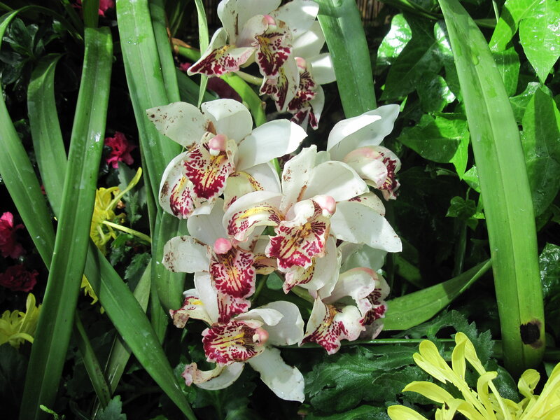 White Orchid Flowers — Natural, Photograph, Green Leaves