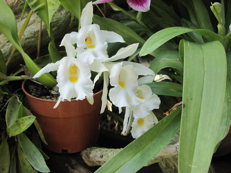 White Orchid Flowers — Natural, Photograph, Potted Plant