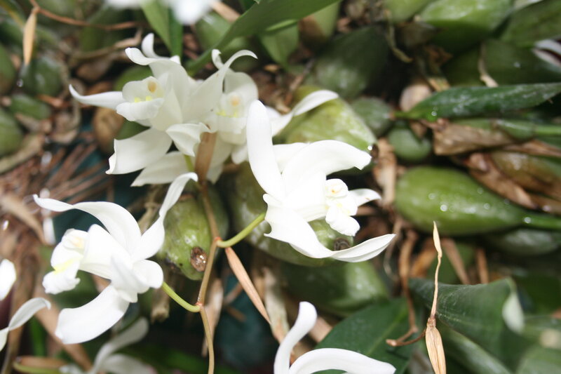 White Orchid Flowers — Natural, Photograph