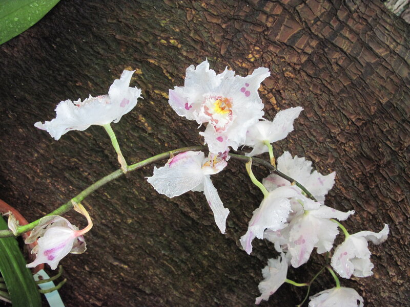White Orchid Flowers — Natural, Photograph, Tree Trunk