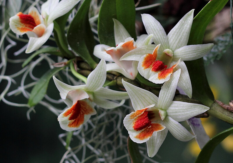 White Orchid Flowers — Natural