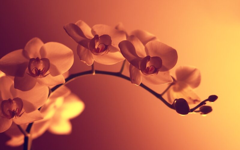 White Orchid Flowers — Orange, Serene, Sunset