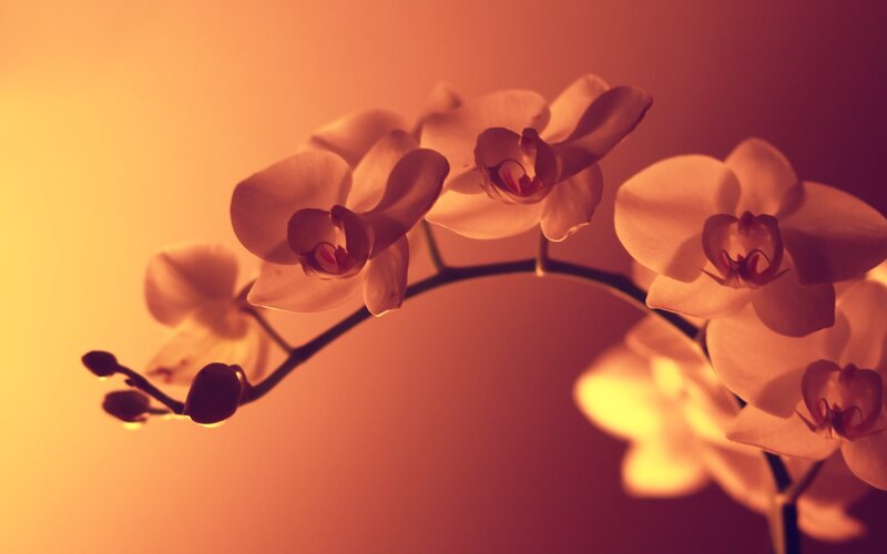 White Orchid Flowers — Orange, Serene