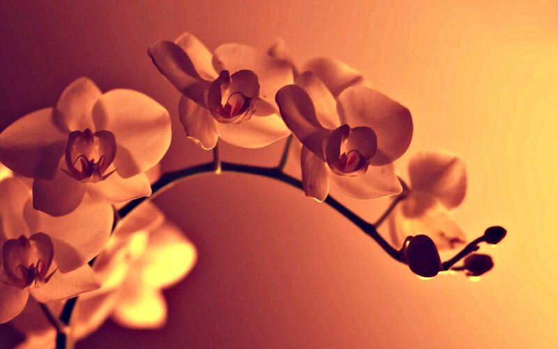 White Orchid Flowers — Orange
