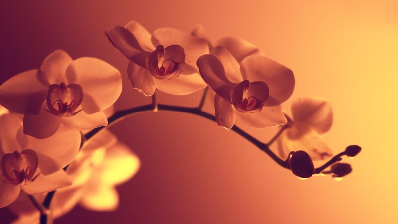 White Orchid Flowers — Orange, Warm