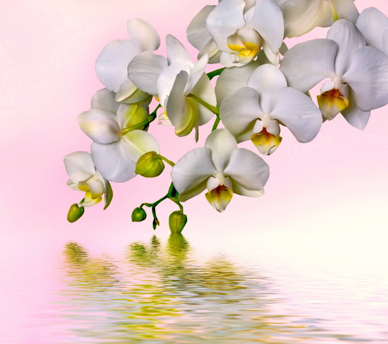 White Orchid Flowers — Pink, Serene