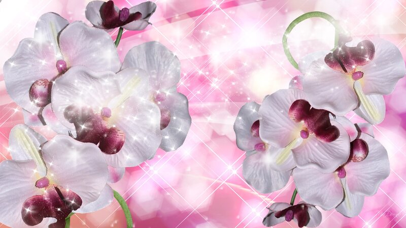 White Orchid Flowers — Pink