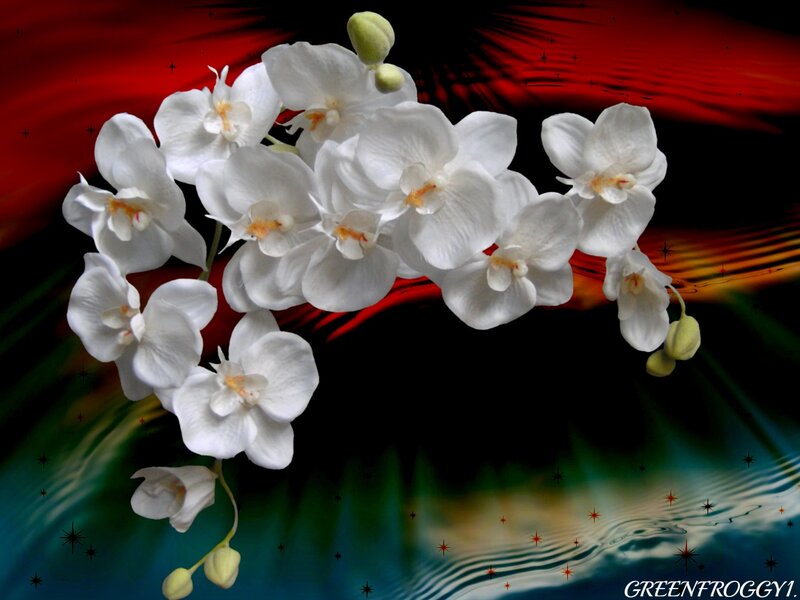 White Orchid Flowers — Red