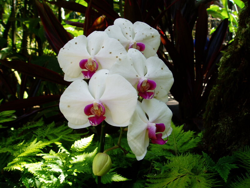 White Orchid Flowers — Serene, Afternoon, Photograph, Ferns