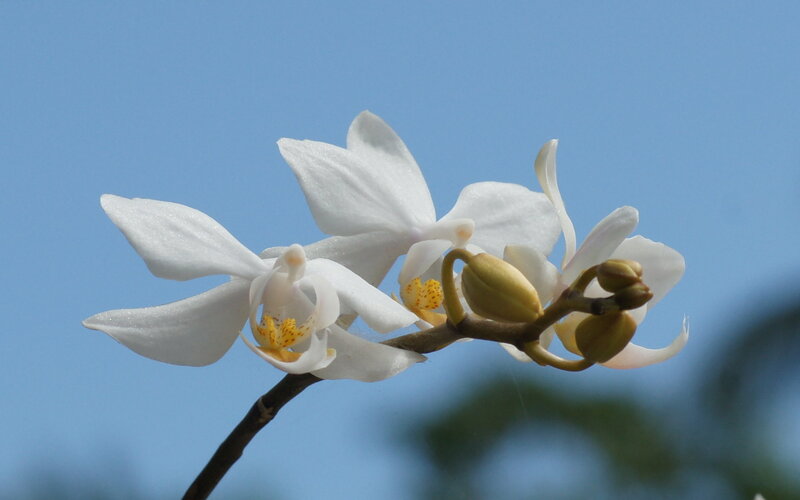 White Orchid Flowers — Serene, Afternoon, Photograph, Flower