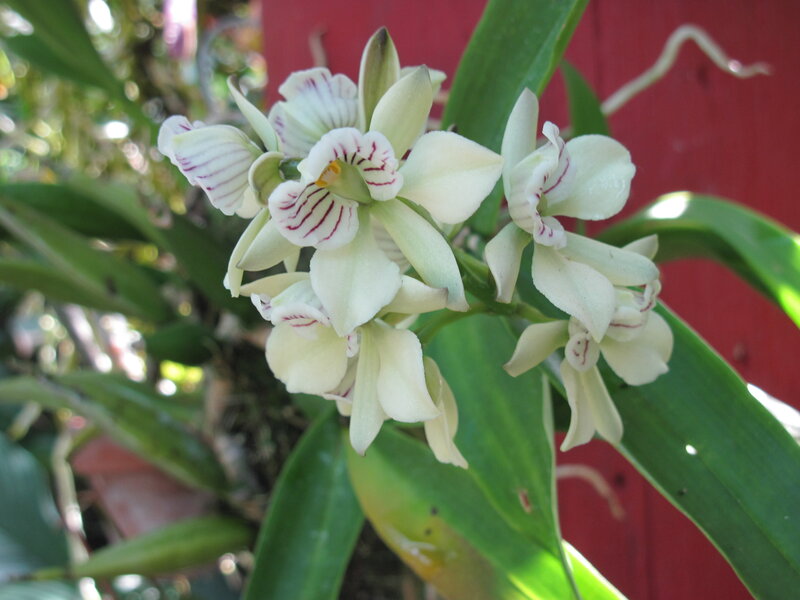 White Orchid Flowers — Serene, Afternoon, Photograph, Green Leaves, Red Wall