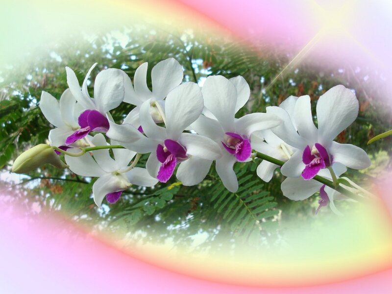 White Orchid Flowers — Serene, Afternoon, Photograph, Green Leaves