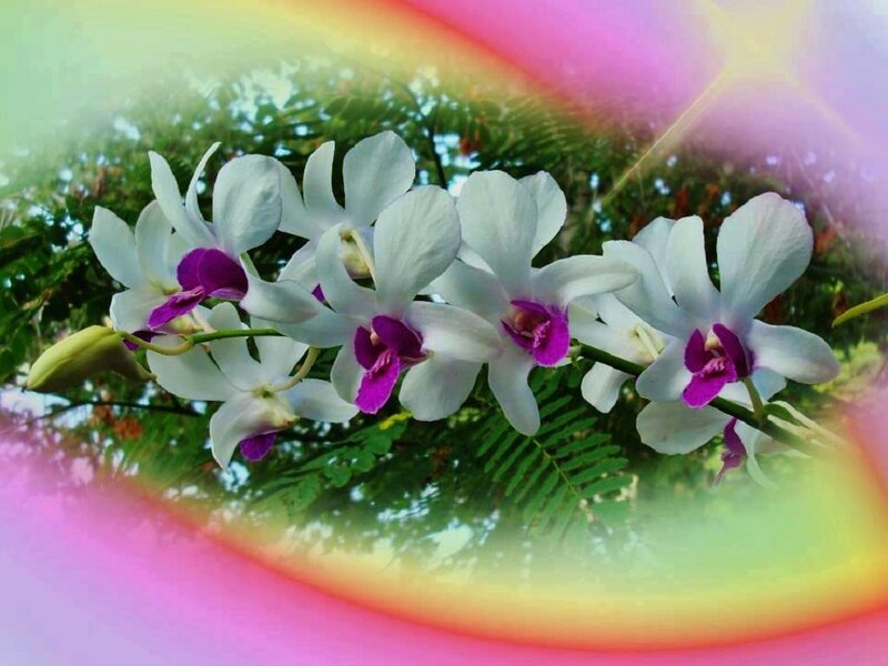 White Orchid Flowers — Serene, Afternoon, Photograph, Leaves, Rainbow