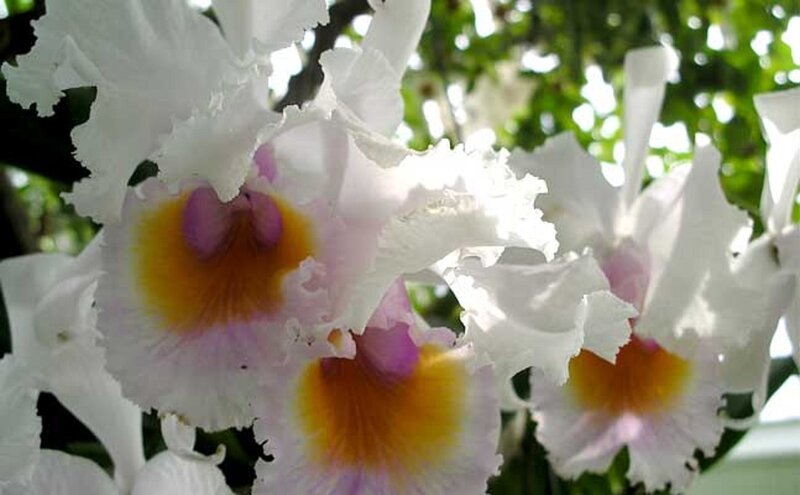 White Orchid Flowers — Serene, Afternoon, Photograph, Leaves