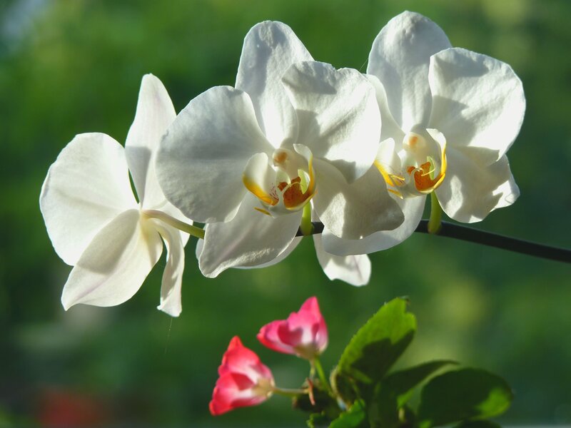 White Orchid Flowers — Serene, Afternoon, Photograph, Pink Buds