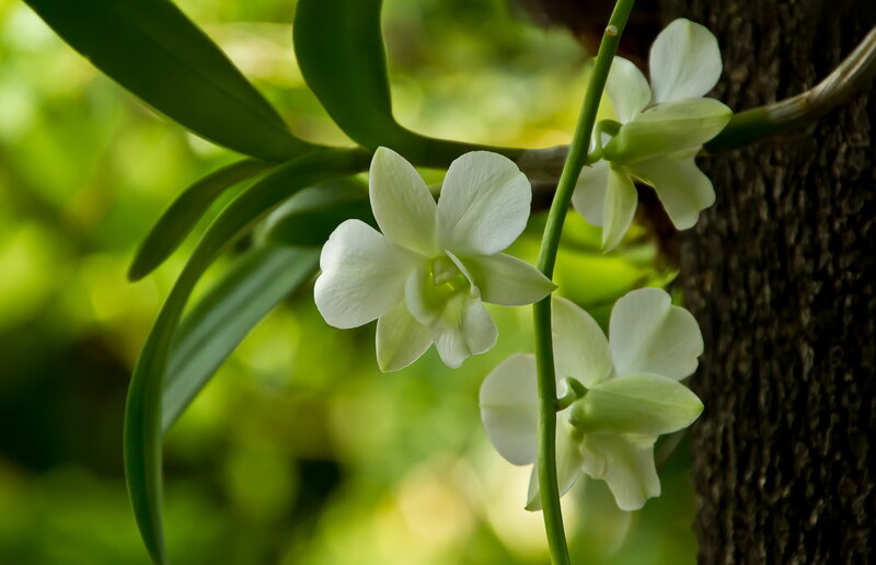 White Orchid Flowers — Serene, Afternoon, Photograph, Tree Trunk, Leaves