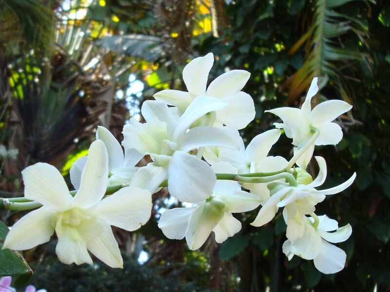 White Orchid Flowers — Serene, Afternoon