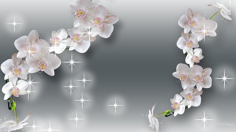 White Orchid Flowers — Serene, Digital Art
