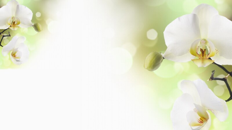 White Orchid Flowers — Serene, Morning