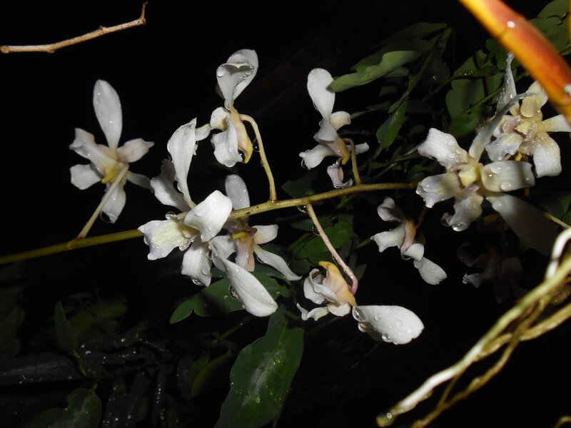 White Orchid Flowers — Serene, Night, Photograph