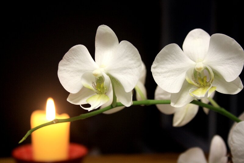 White Orchid Flowers — Serene, Night