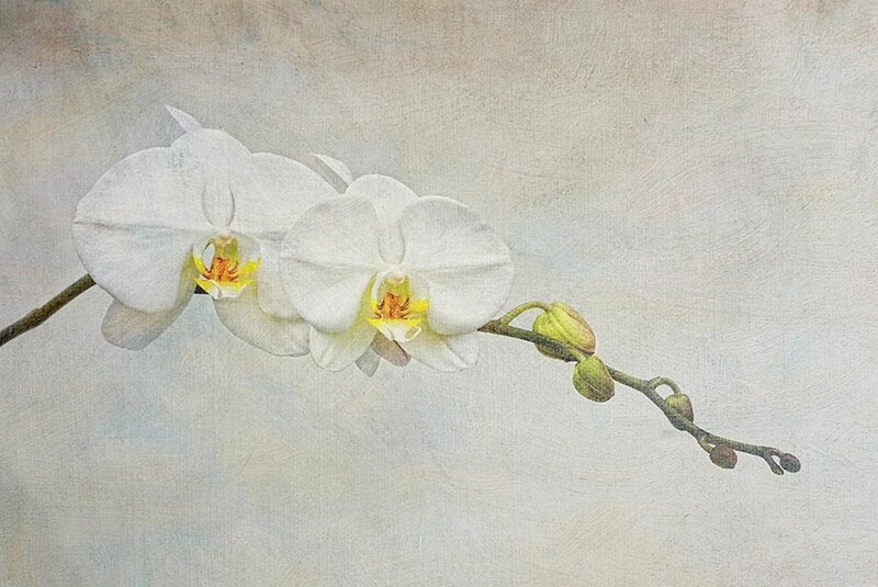 White Orchid Flowers — Serene, Painting