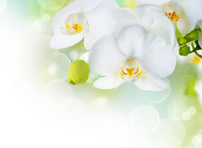 White Orchid Flowers — Serene, Photograph, Blossoms