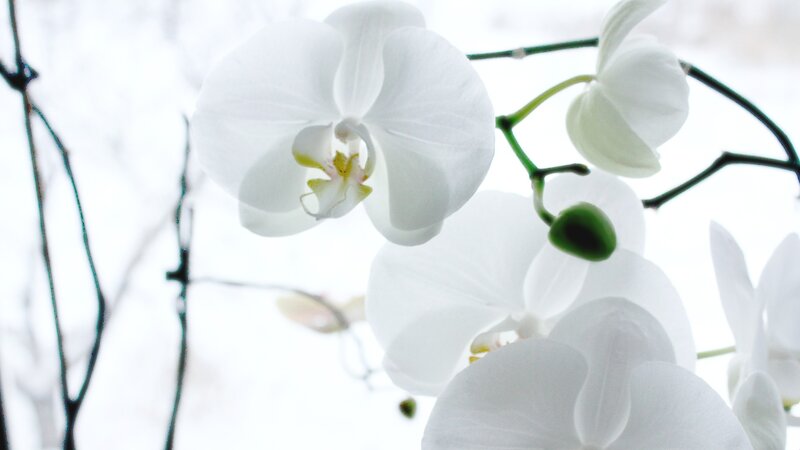 White Orchid Flowers — Serene, Photograph, Buds, Branches