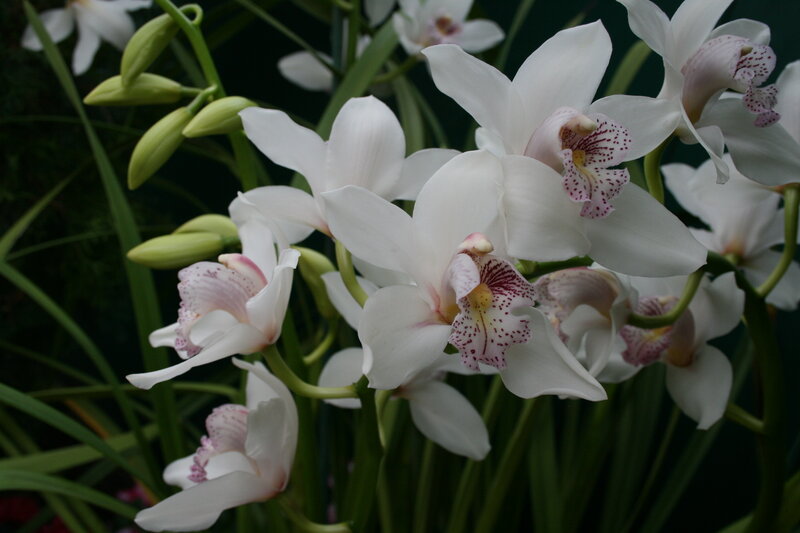 White Orchid Flowers — Serene, Photograph, Buds, Green Leaves