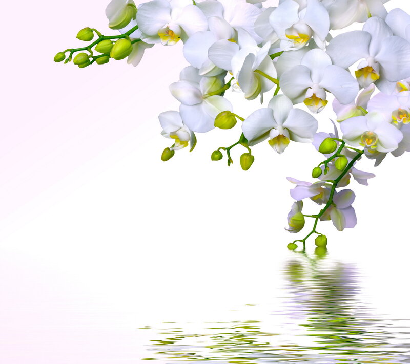 White Orchid Flowers — Serene, Photograph, Buds, Reflection