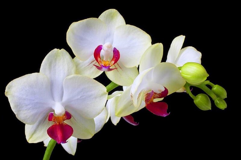 White Orchid Flowers — Serene, Photograph, Buds, Stem