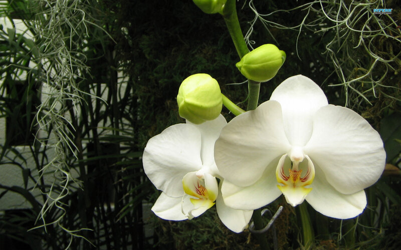 White Orchid Flowers — Serene, Photograph, Buds